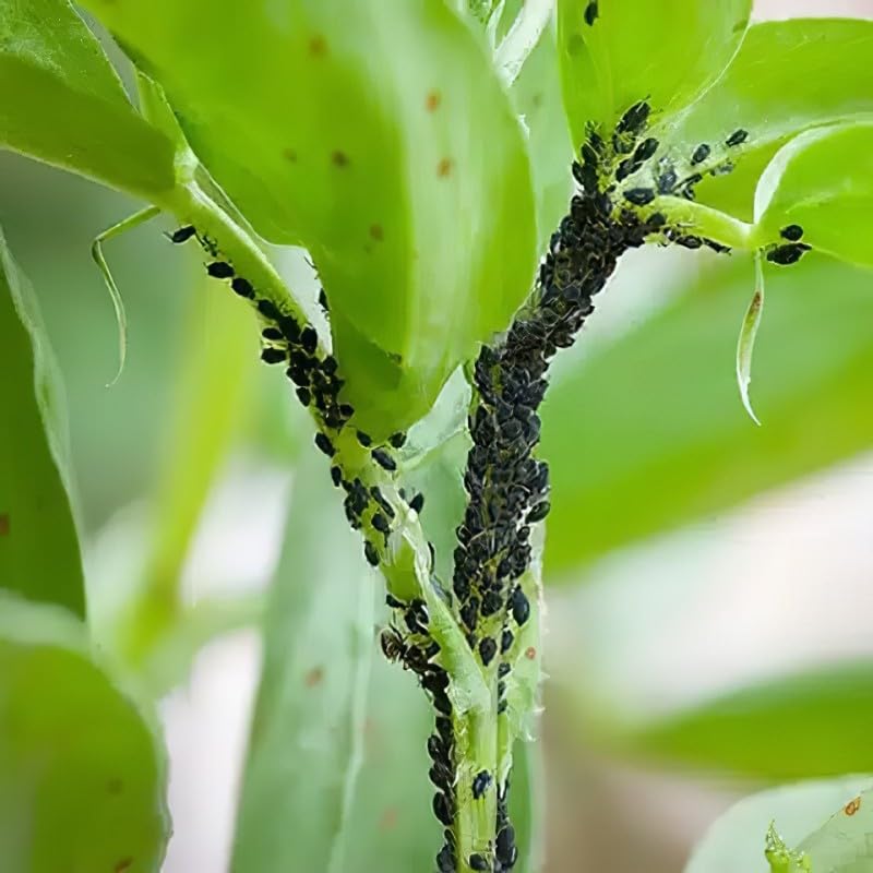 Doff Greenfly & Blackfly Control 1L Spray