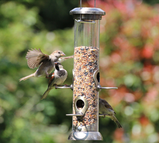 Ambassador Quality Wild Bird Food | 2 x 1kg Bundle