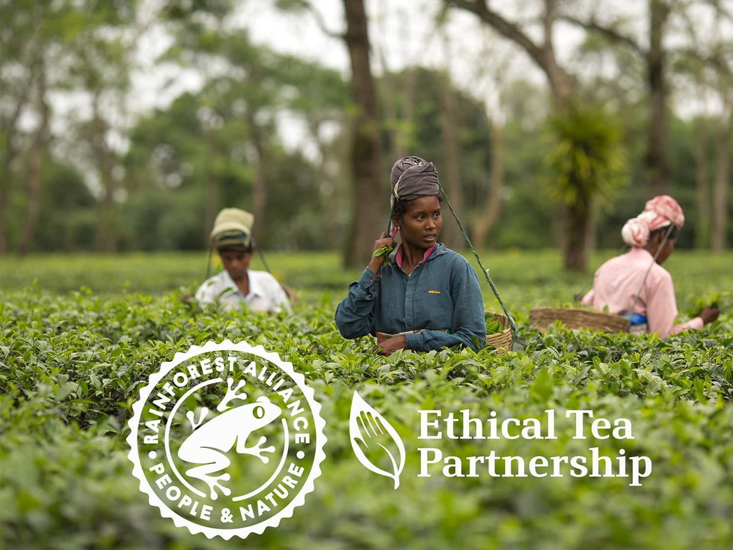 Tetley 80s 2-Cup Tea Bags Retail 250g | Special Offer 3 Pack Bundle