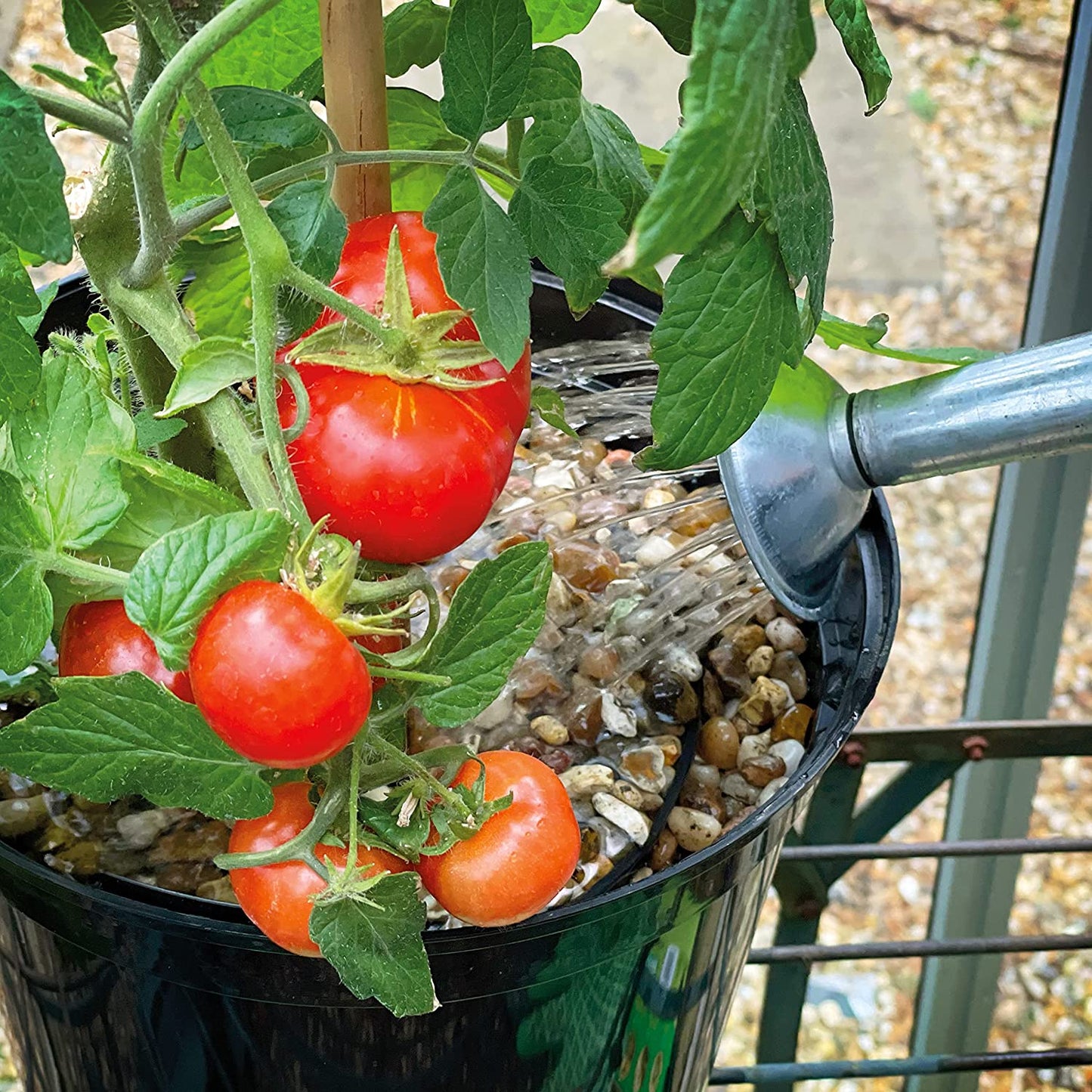 Levington Tomorite With Seaweed Extract 1.0L Plus 30% Extra