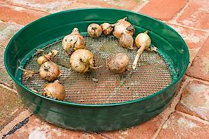 Apollo Gardening Ltd Metal Riddle 1/2In R10