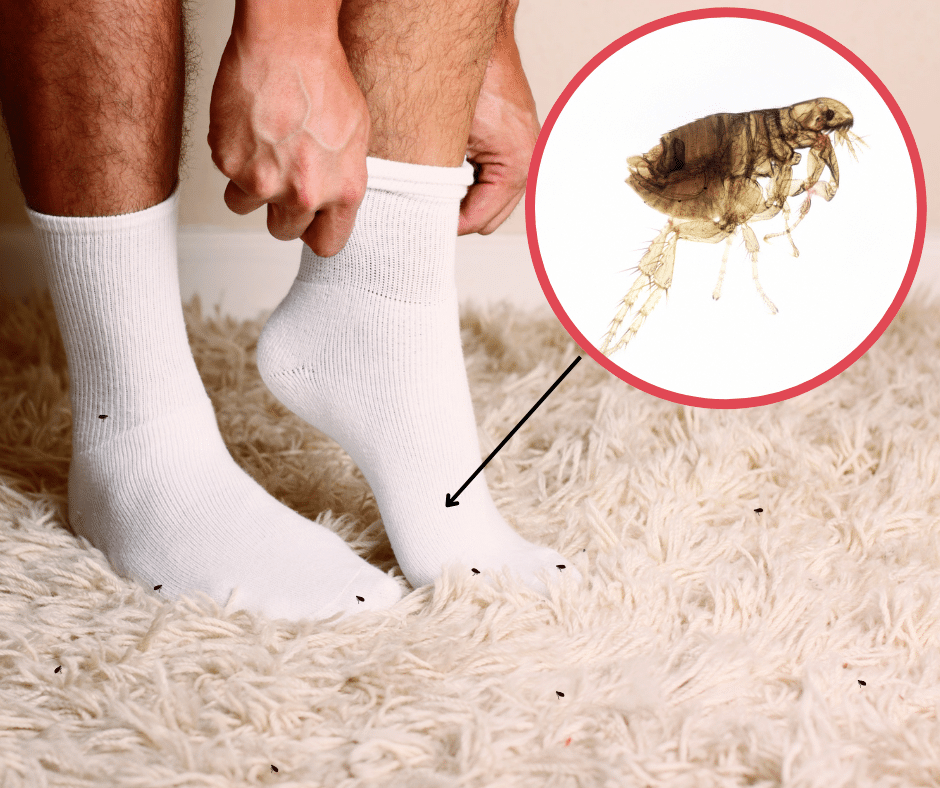 Zero In All-In-One Flea Killer Kit | 3 Treatment Pack | Powder, Spray and Room Bomb