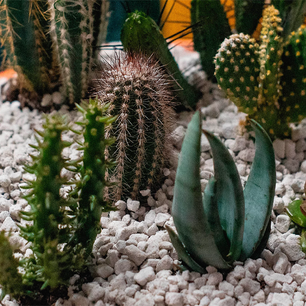 Lava-Lite Cactus Gro+ 3 Litre