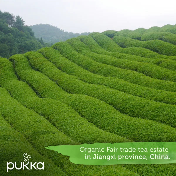 Pukka Tea Clean Matcha Green Envelopes 20's - UK BUSINESS SUPPLIES