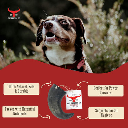 The Buffalo Co. Buffalo Horns for Dogs Small 4–5 Inch