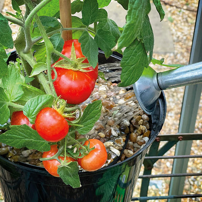 Levington Tomorite With Seaweed Extract 1.0L Plus 30% Extra