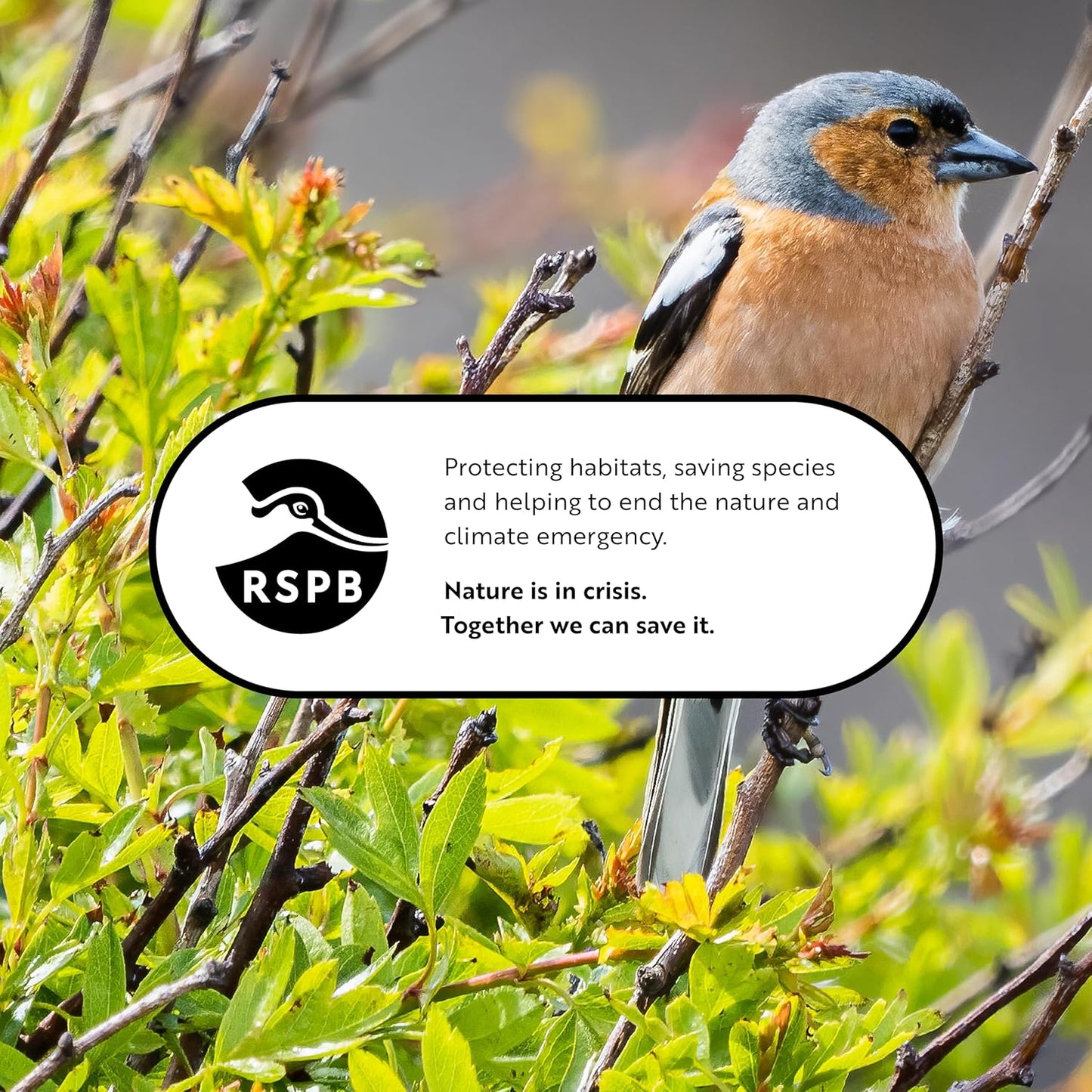 RSPB - Fat Balls for Wild Birds | High Energy Suet Balls | Made in the UK | 1 x 50 Box