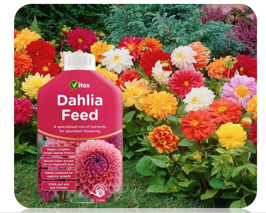 Vitax Liquid Dahlia Feed | High Potash Content | Flower Nutrients | 1 litre