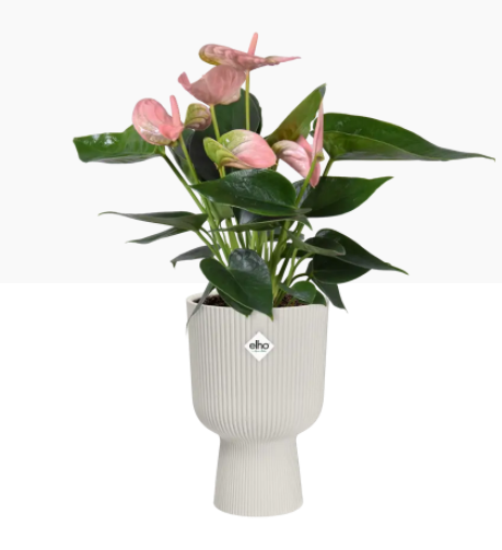 Elho Vibes Fold Coupe Display Pot 14cm SILKY WHITE - UK BUSINESS SUPPLIES