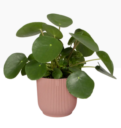 Elho Vibes Fold Display Pot 25cm DELICATE PINK