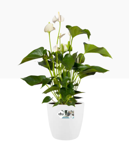 Elho Brussels Large Round Wheeled Pot 40cm WHITE - UK BUSINESS SUPPLIES