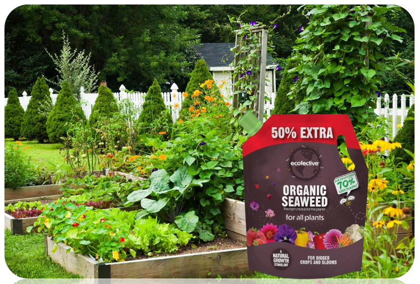 Ecofective Organic Liquid Seaweed For All Plants, (50% Extra FREE), 1.2L Pouch