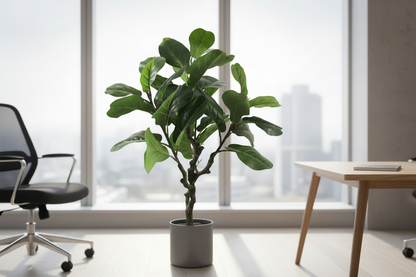 Fixtures Artificial Green Ficus Iyrata Tree 80cm
