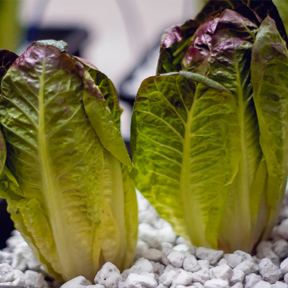 Lava-Lite Hydro Gro+ 3 Litre