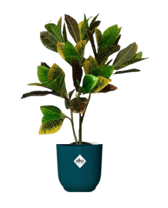 Fixtures Artificial Green Variegated Leaf Croton Tree 75cm