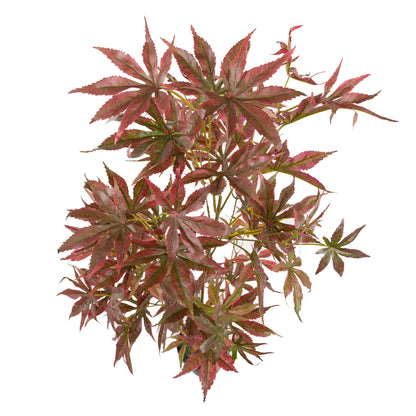 Fixtures Artificial Red & Green Maple Tree 120cm