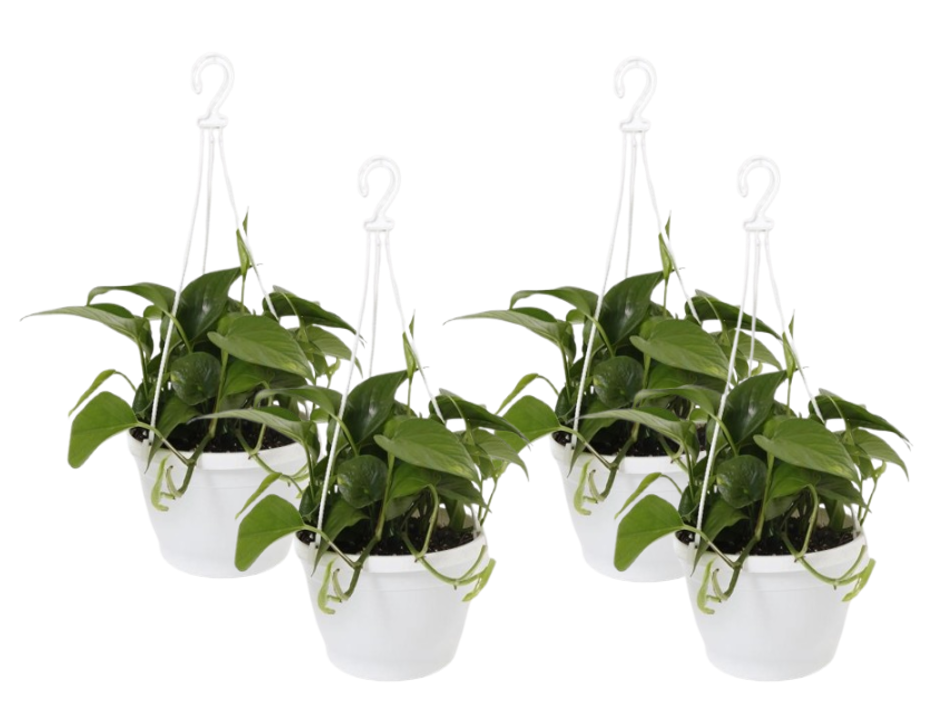 Fixtures White Garden Hanging Basket 25cm x 16cm