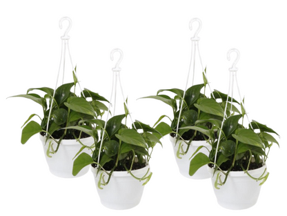 Fixtures White Garden Hanging Basket 25cm x 16cm