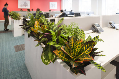 Fixtures Artificial Green Variegated Leaf Croton Tree 75cm