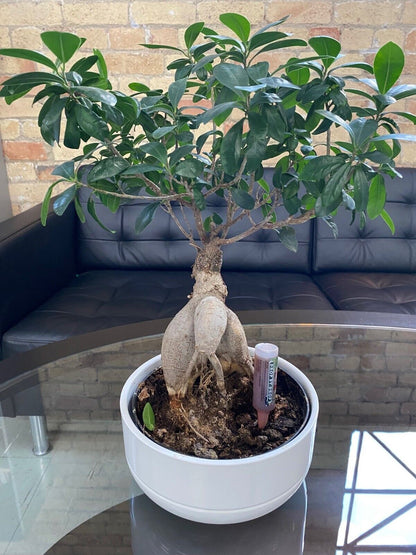 Fito Natural All Plants Automatic Drip Feeders Plant Food 5 Pack