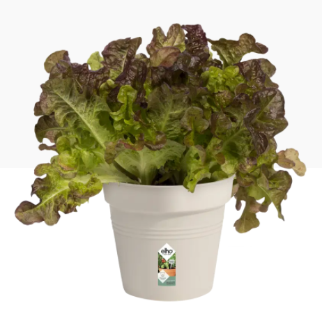 Elho Green Basics Growpot , Cotton White 19cm - ONE CLICK SUPPLIES