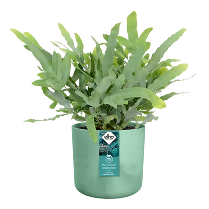 Elho Pacific Green Round Planter 16cm - ONE CLICK SUPPLIES