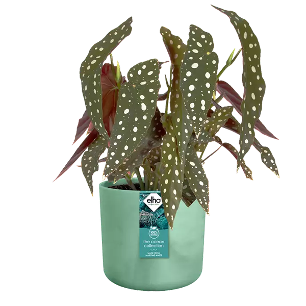 Elho Pacific Green Round Planter 16cm