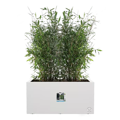 Elho Vivo Next White Long Planter 60cm - ONE CLICK SUPPLIES