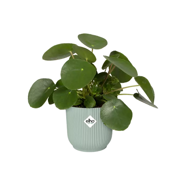 Elho Vibes Sorbet Green Fold Round Planter 14cm - ONE CLICK SUPPLIES